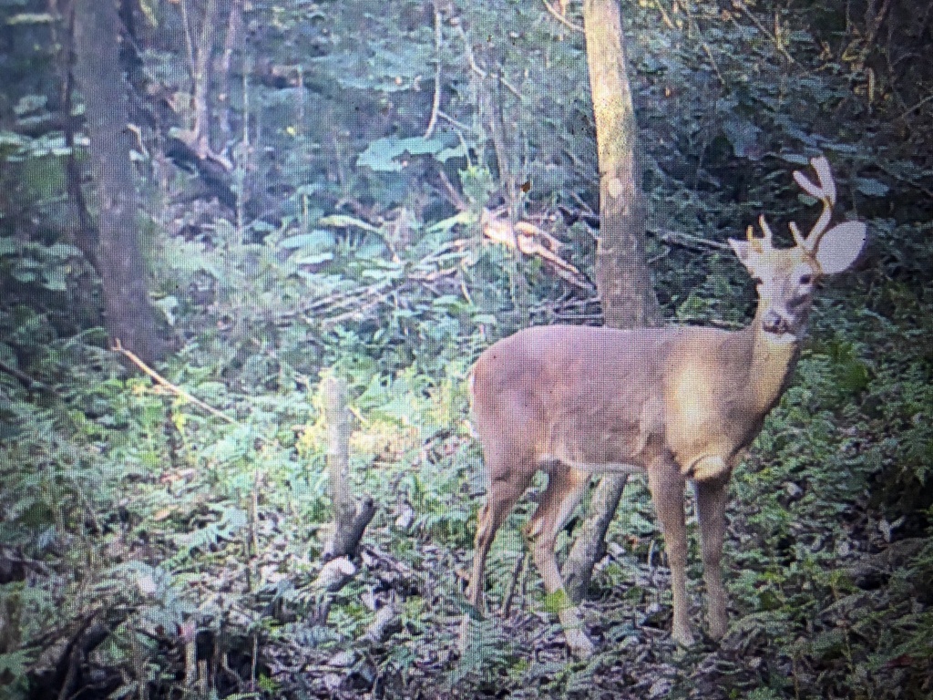 Canadian Border OPEN to American